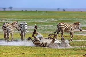 Migrating: Migrating Zebras dusting in Amboseli National Park, Kenya