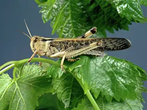 Orthoptera: Migratory Locust