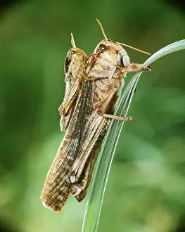 Piggyback: MIGRATORY LOCUST - two