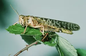 Nymph: Migratory Locust - adult & nymph
