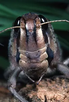 Ugly: Migratory Locust - close up of head