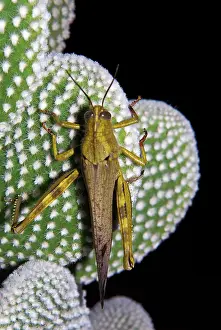 Hidden: Migratory locust (Locusta migratoria) (Tettigoniidae)