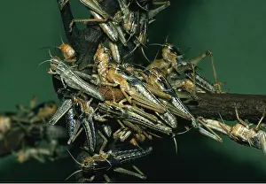 Locust: Migratory LOCUST - mass on branch