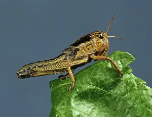 Nymph: Migratory locust nymph