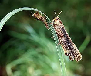 Locust: MIGRATORY LOCUST & young