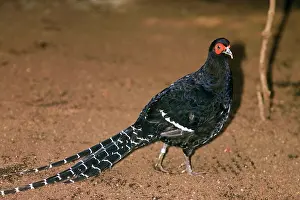 Syrmaticus: Mikado Pheasant - Male