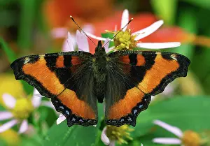 Ohio: Milbert's Tortoiseshell