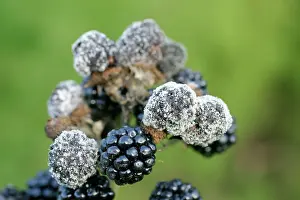 Brambles: MILDEW - on cluster of blackberries