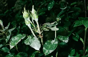 Mildew: Mildew Disease