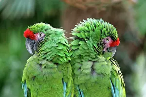 Militaris: Military Green Macaw