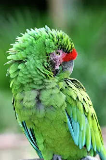 Militaris: Military Green Macaw