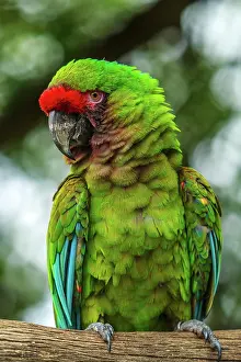 Militaris: Military Macaw