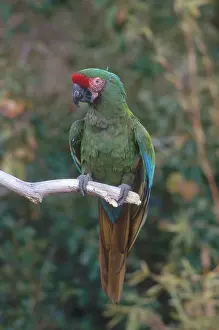Militaris: Military Macaw