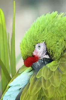 Psittacidae: Military Macaw