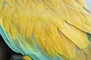 Climate: Military macaw (Ara militaris) feathers