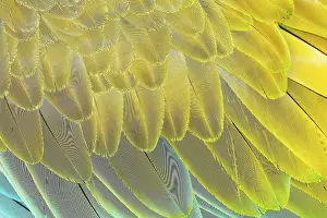 Climate: Military macaw (Ara militaris) feathers