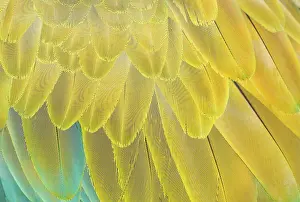 Climate: Military macaw (Ara militaris) feathers