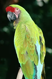 Militaris: Military MACAW - Close up