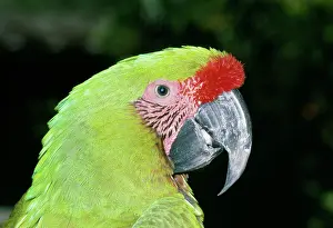Militaris: Military MACAW - Close up of head