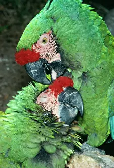 Militaris: Military Macaw - Mutual preening