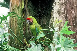 Militaris: Military MACAW - perched in tree