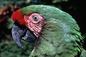 Militaris: Military Macaw Portrait