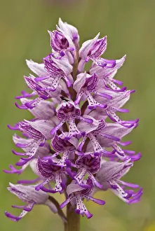 Orchis: Military and Monkey Orchid Hybrid