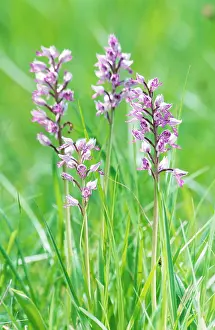 Militaris: Military Orchid