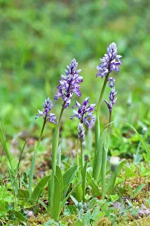 Militaris: Military Orchid