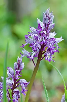 Militaris: Military Orchid