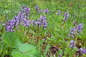 Militaris: Military Orchid