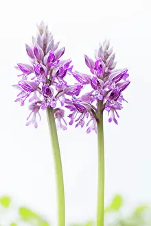 Orchis: Military Orchid