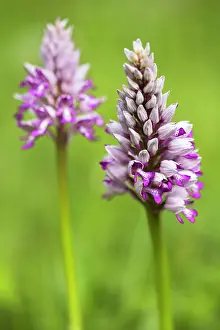 Orchis: Military Orchid