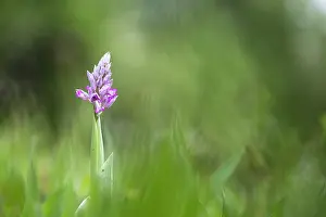 Orchis: Military Orchid