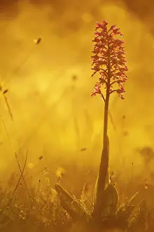 Orchis: Military Orchid