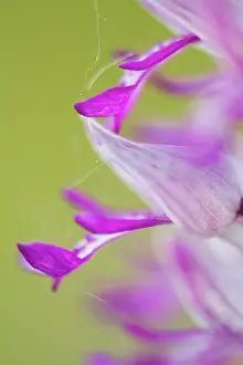 Orchis: Military Orchid