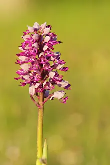 Orchis: Military Orchid