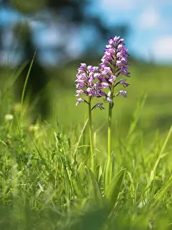 Orchis: Military Orchid