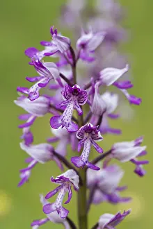 120219: Military Orchid - Cambridgeshire - UK
