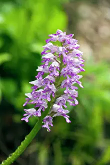 Orchis: Military orchid - close up of flower