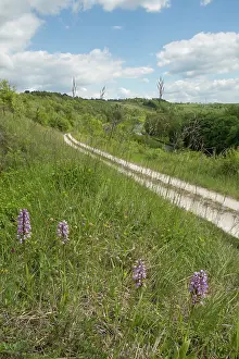 Calcareous: Military orchid (Orchis militaris), Small Group