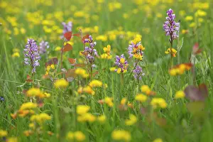 Calcareous: Military orchid (Orchis militaris), Small Group