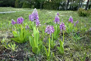 Militaris: Military Orchid or Soldier Orchid