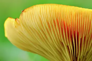 Lactarius: Milk Cap