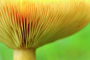 Lactarius: Milk Cap
