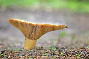Oktober: Milk Cap