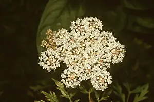Parsley: MILK PARSLEY - close-up head of flower