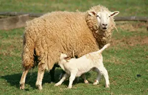 Friesian: Milk SHEEP - ewe suckling lamb