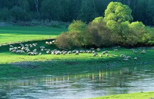 Pastural: Milk SHEEP - view of flock across river with trees