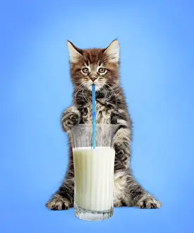 Thirst: Cat